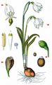 Spring Snowflake - Leucojum vernum L.