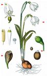 Märzenbecher - Leucojum vernum L. 