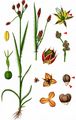 Field Wood-Rush - Luzula campestris (L.) DC.