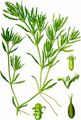 Holly-Leaved Naiad - Najas marina L.