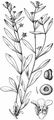 Wood Navelwort - Omphalodes scorpioides (Haenke) Schrank