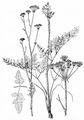 Hirschwurz - Peucedanum cervaria (L.) Lapeyr.