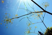 Hog's Fennel - Peucedanum officinale L.