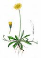 Mouse-Ear-Hawkweed - Pilosella officinarum Vaill.
