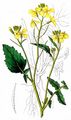 Acker-Rettich - Raphanus raphanistrum L.