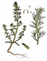 Prickly Saltwort - Salsola kali L.