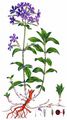 Soapwort - Saponaria officinalis L.