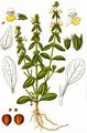 Annual Yellow-Woundwort - Stachys annua (L.) L.
