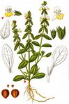 Einjähriger Ziest - Stachys annua (L.) L. 