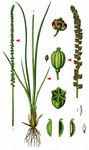 Strand-Dreizack - Triglochin maritima L. 
