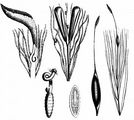 Bulrush - Typha latifolia L.