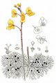 Gewöhnlicher Wasserschlauch - Utricularia vulgaris L.