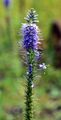 Spiked Speedwell - Veronica spicata L.
