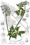 Acker-Hundspetersilie - Aethusa cynapium L. 