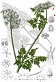 Fool's Parsley - Aethusa cynapium L.