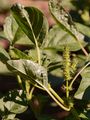 Common Amaranth - Amaranthus retroflexus L.