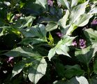 Giant Ragweed - Ambrosia trifida L.