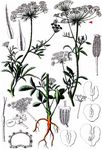 Große Knorpelmöhre - Ammi majus L. 