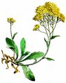 Golden Alison - Aurinia saxatilis (L.) Desv.