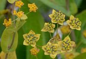 Langblättriges Hasenohr - Bupleurum longifolium L.