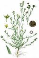 Salz-Hasenohr - Bupleurum tenuissimum L.