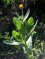 Field Marigold - Calendula arvensis (Vaill.) L.