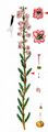 Heather - Calluna vulgaris (L.) Hull