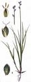 Darnel Sedge - Carex loliacea L.