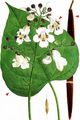 Indian-Bean-Tree - Catalpa bignonioides Walter