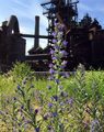 Viper's-Bugloss - Echium vulgare L.