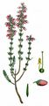 Bell Heather - Erica cinerea L.