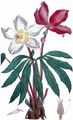 Black Hellebore - Helleborus niger L.