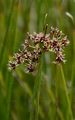Glieder-Binse - Juncus articulatus L.