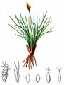 Zweiteiliges Schuppenried - Kobresia simpliciuscula (Wahlenb.) Mack.