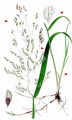 Cut-Grass - Leersia oryzoides (L.) Sw.