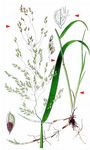 Europäische Reisquecke - Leersia oryzoides (L.) Sw. 