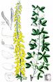Black Broom - Lembotropis nigricans (L.) Griseb.