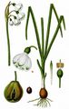 Summer Snowflake - Leucojum aestivum L.