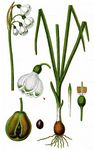 Sommer-Knotenblume - Leucojum aestivum L. 