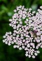 Alpine Lovage - Ligusticum mutellina (L.) Crantz