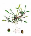 Mudwort - Limosella aquatica L.