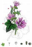 Wald-Malve - Malva sylvestris L. 