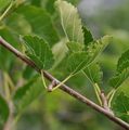 Black Mulberry - Morus nigra L.