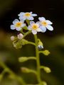 Water Forget-Me-Not - Myosotis scorpioides L.