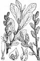Gewöhnlicher Gagelstrauch - Myrica gale L.