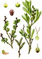Gewöhnlicher Gagelstrauch - Myrica gale L.