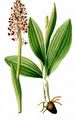 Helm-Knabenkraut - Orchis militaris L.