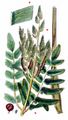 Royal Fern - Osmunda regalis L.