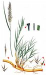 Gewöhnliches Schilf - Phragmites australis (Cav.) Steud. 