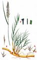 Common Reed - Phragmites australis (Cav.) Steud.